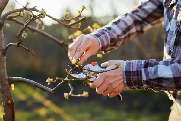 Quand tailler un pommier : des mains expertes utilisent un sécateur pour élaguer un jeune arbre, préparant la saison des fruits.