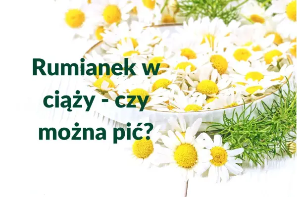Rumianek w ciąży - czy można pić? Wiele kobiet zastanawia się nad tym pytaniem, widząc świeże kwiaty.