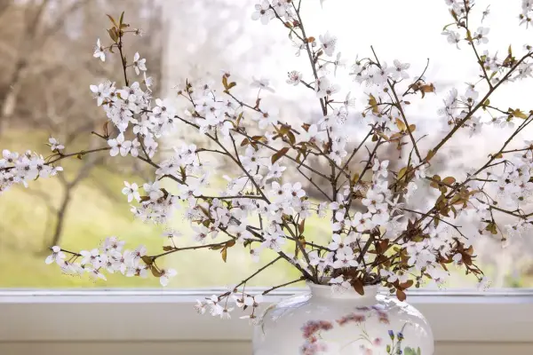 Zarte Barbarazweige mit weißen Blüten in einer Vase vor einem Fenster. Sie sind ein Symbol für Hoffnung und Neuanfang im Frühling.
