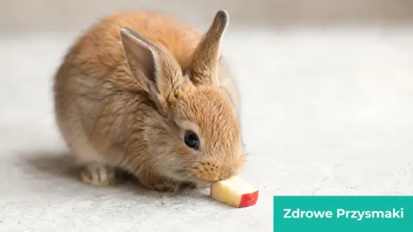 Mały, brązowy króliczek miniaturka zajada kawałek jabłka. To pokazuje, co jedzą króliki miniaturki, gdy dostają zdrowe przysmaki.