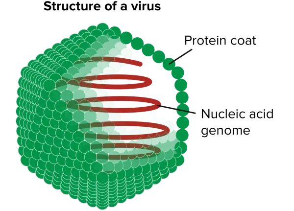 Struktur eines Virus: grüne Proteinhülle um ein rotes Nukleinsäure-Genom. Diese komplexen Zeichen des Lebens sind winzig.