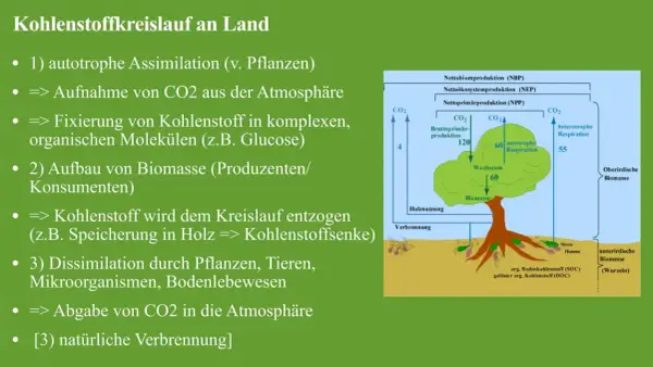 Der Kohlenstoffkreislauf: Pflanzen nehmen CO2 auf, bauen Biomasse auf und geben CO2 wieder ab.
