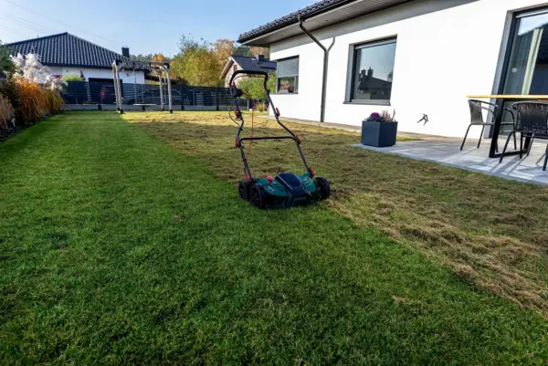 Wertykulacja trawnika w trakcie. Wertykulator pozostawił na trawie ściółkę z obumarłej trawy i mchu, przygotowując go do lepszego wzrostu.