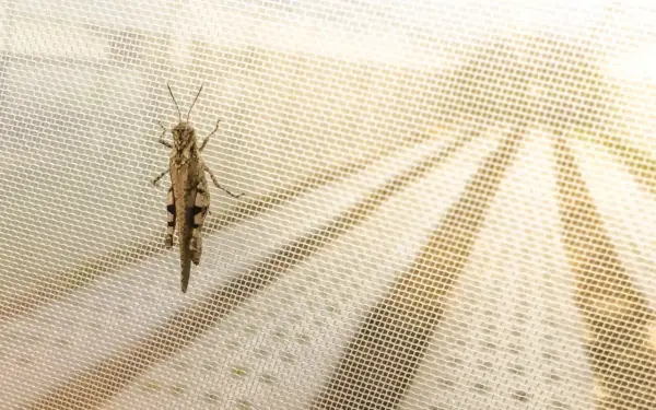 Locusta mimetica su zanzariera, un esempio di nuovi insetti arrivati in Italia.