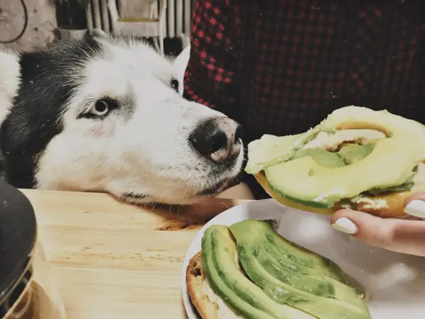 Siberian Husky z zaciekawieniem patrzy na kanapkę z awokado. Czy pies może awokado? To pytanie nurtuje wielu właścicieli czworonogów.