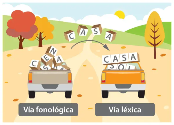 Camiones con fichas de lectoescritura p5 para imprimir: uno con letras sueltas (vía fonológica) y otro con palabras formadas (vía léxica).