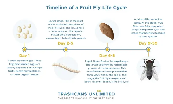 Timeline of a fruit fly life cycle: eggs, larvae, pupa, and adult fly. This shows the complete transformation from tiny eggs to a mature insect.