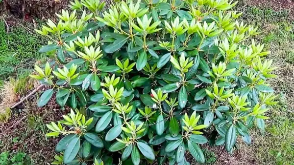 Gęsty rododendron z licznymi zielonymi liśćmi, ale bez kwiatów. Zastanawiasz się, dlaczego rododendron nie kwitnie?