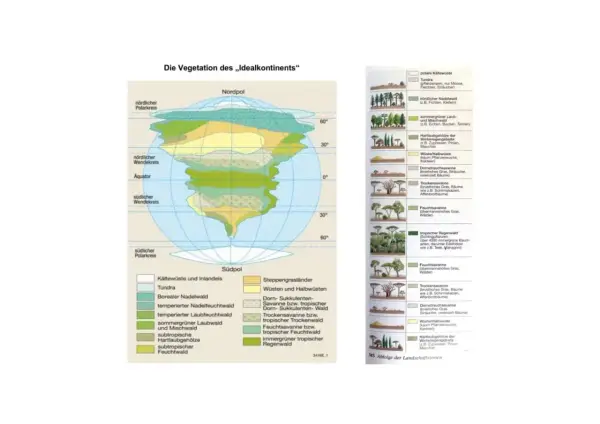 Die Vegetation des „Idealkontinents“ zeigt verschiedene Vegetationszonen, von der Tundra bis zum tropischen Regenwald.