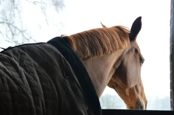 Un cheval brun, portant une couverture, regarde dehors. Son regard mélancolique pourrait évoquer la **dépression du cheval symptômes**.