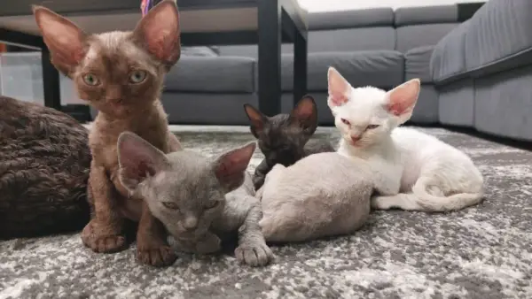 Ile żyją koty Devon Rex? Odkryj, jak zapewnić im długie życie