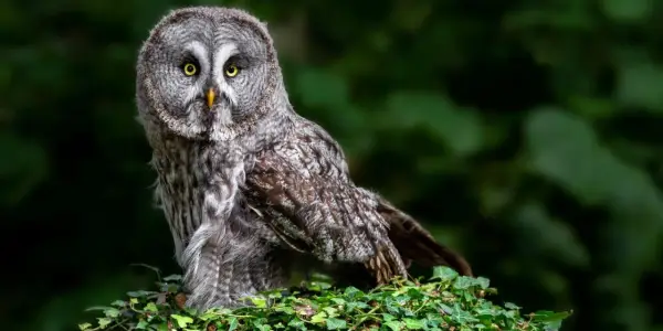 Gufo grigio con occhi gialli, un vero animale notturno. Forse aspetta Edward, ma non si presenta.