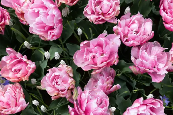 Różowe, pełne tulipany i drobne białe kwiatki. Idealny widok, kiedy najlepiej do Keukenhof, by podziwiać wiosenną feerię barw.
