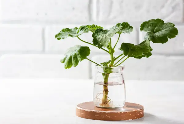 Dłonie sadzą młodą pelargonię do doniczki. To prosty sposób, jak zrobić sadzonki pelargonii, by cieszyć się ich pięknem.
