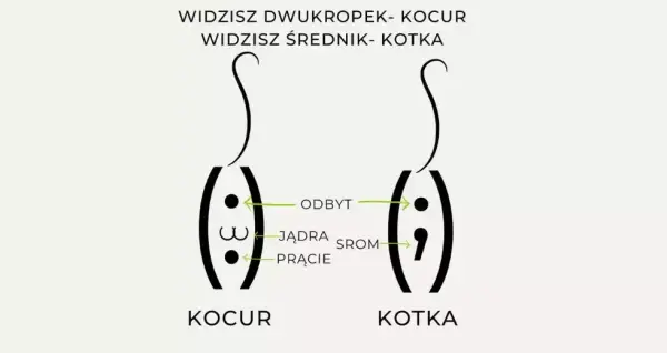 Jak rozpoznać kotkę - kluczowe różnice między samicą a samcem