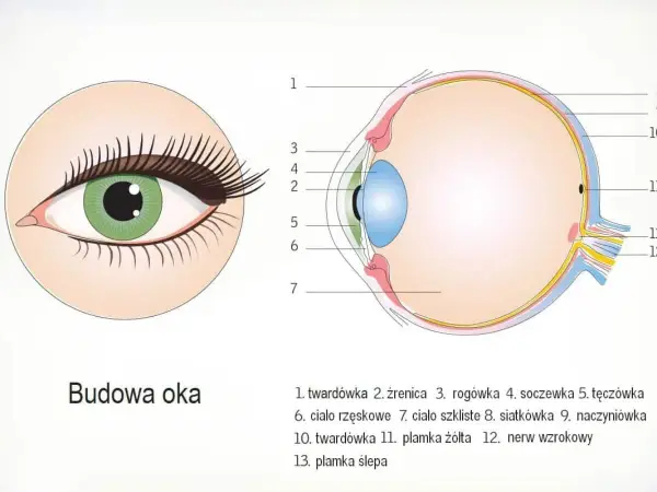 Schemat budowy ludzkiego oka z zaznaczonymi elementami: tęczówka, źrenica, soczewka, siatkówka i nerw wzrokowy.