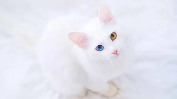 Piękny kot albinos z niebieskim i żółtym okiem, siedzący na białym tle.