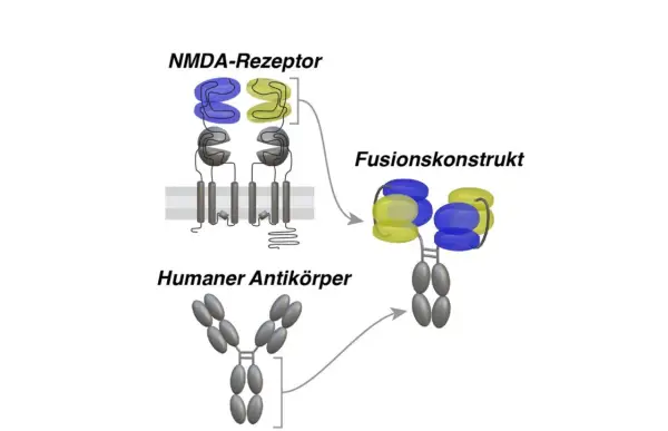 Schema zeigt NMDA-Rezeptor, humanen Antikörper und ein Fusionskonstrukt, das beide kombiniert.