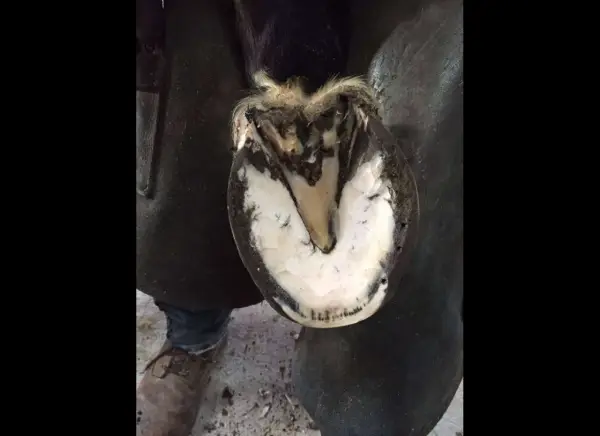 Gros plan sur un pied de cheval soigné, montrant la sole blanche et le sabot sain, contrastant avec l'idée d'un pied pourris.