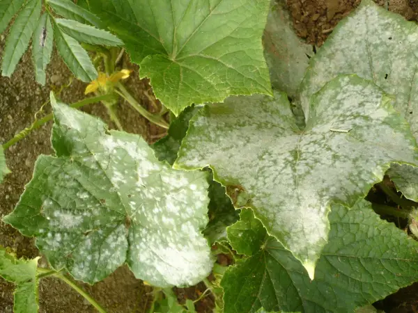 Foglie di cetriolo con macchie bianche, sintomo di oidio, una delle comuni malattie del cetriolo.