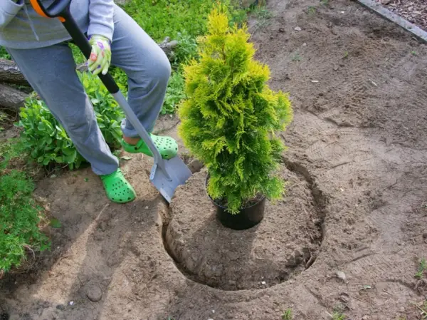 Osoba w zielonych klapkach sadzi krzewy iglaste, używając łopaty do przygotowania dołka w ziemi.