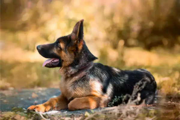 Zespół końskiego ogona u owczarka: Jakie rokowania? Pełny przewodnik
