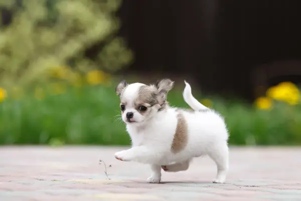 Urocze małe psy krótkowłose, szczenię chihuahua, stawia pierwsze kroki na chodniku, z zielenią i żółtymi kwiatami w tle.