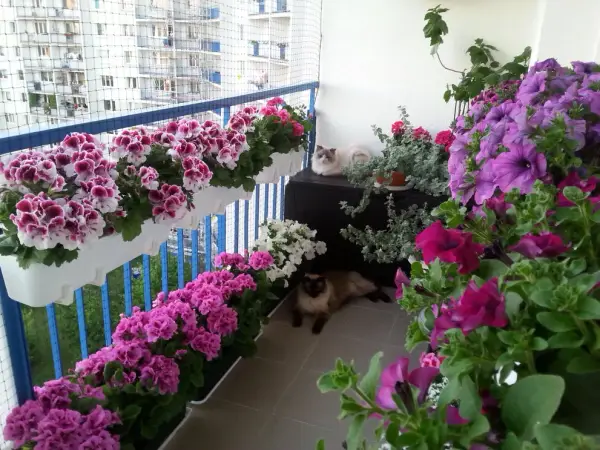Jakie kwiaty na balkon od wschodu? Odkryj najlepsze rośliny do uprawy