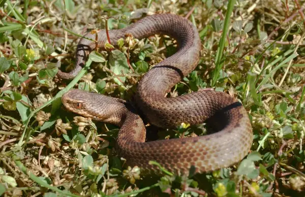 Brązowy wąż, czyli "serpiente" po hiszpańsku, wijący się wśród zielonej trawy i suchych liści.
