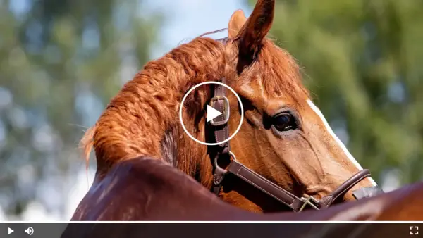 Ein braunes Pferd mit glänzendem Fell, das aussieht, als würde es schwitzen ohne Anstrengung. Der Blick ist nach rechts gerichtet, im Hintergrund unscharfes Grün.