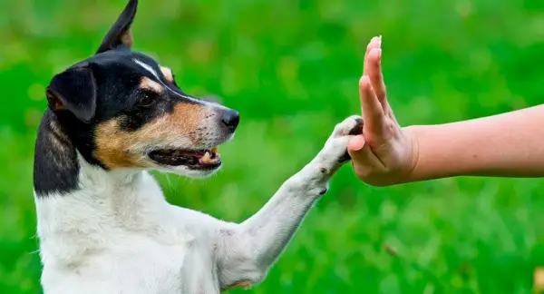 Un perro y un educador canino entrenan el gesto de "choca esos cinco" en un jardín verde.