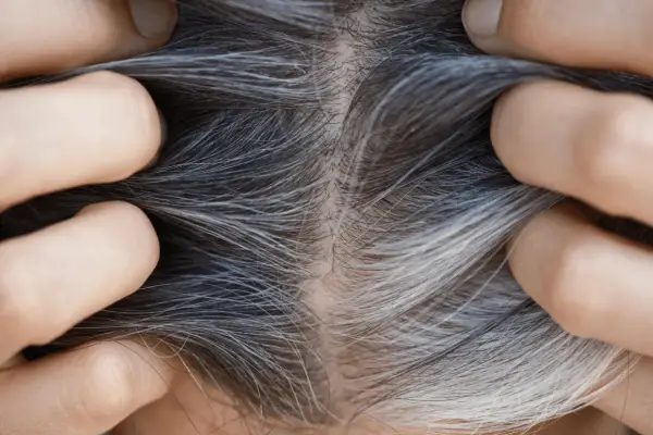 Nahaufnahme von grauen Haaren, die zeigen, ab wann man graue Haare bekommt. Hände trennen das Haar, um die Ansätze zu zeigen.