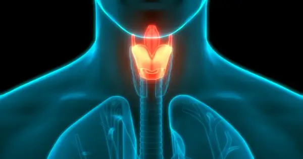 Anatomia krtani, widok z przodu, z podświetlonymi strukturami.