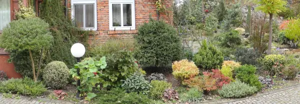 Zimozielone krzewy szybko rosnące tworzą bujny ogród przy ceglanym domu.
