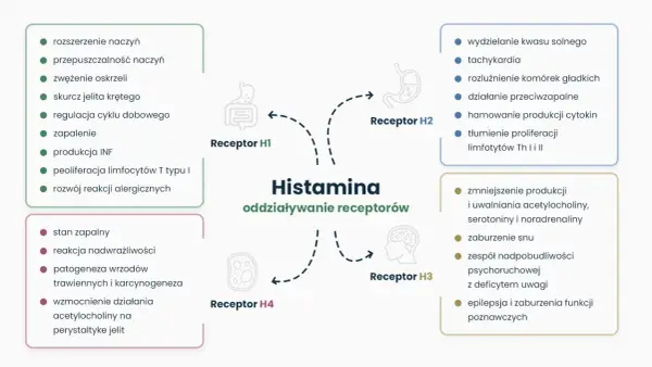 Schemat przedstawia działanie histaminy na receptory. Nadmiar acetylocholiny objawy to m.in. wzmocnienie perystaltyki jelit, zaburzenia snu, a nawet epilepsja.