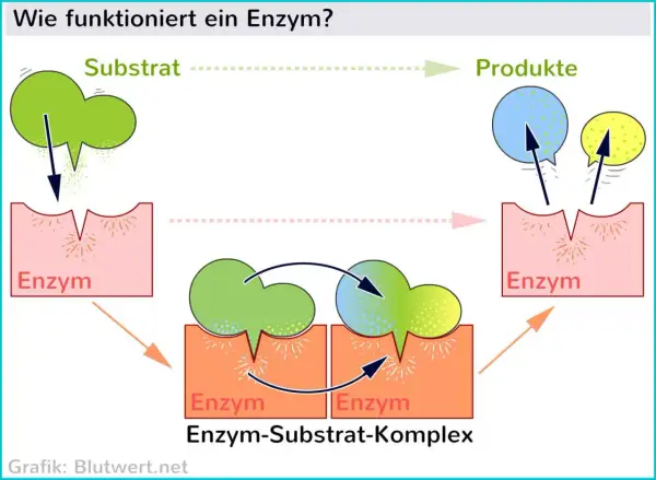 Ein Enzym bindet ein Substrat, bildet einen Enzym-Substrat-Komplex und erzeugt Produkte.