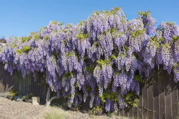 Obficie kwitnąca wisteria tworzy fioletowy wodospad kwiatów na tle drewnianego płotu. To piękny widok, kiedy wisteria kwitnie wiosną.