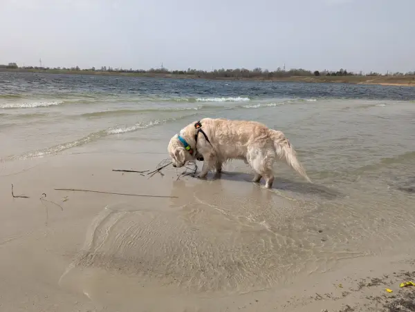 Złoty retriever w wodzie przy brzegu, szukający patyka. W tle jezioro i linia drzew. Pogoria 4.