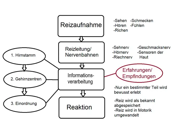 Schema zur Reizaufnahme: Sinne leiten Reize über Nervenbahnen zur Informationsverarbeitung, die zu Erfahrungen und Reaktionen führt.