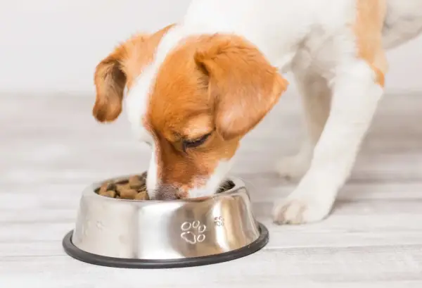 Un adorable chien qui mange avec appétit dans sa gamelle en inox décorée de empreintes de pattes.