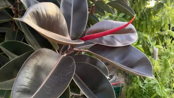 Hojas oscuras y brillantes de ficus, con un brote rojo vibrante. Un ejemplo de los tipos de ficus exterior que prosperan a la luz del sol.