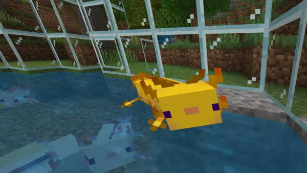 Żółty aksolotl z Minecrafta pływa w akwarium obok swoich niebieskich pobratymców.
