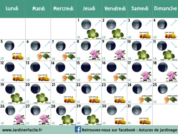Calendrier lunaire du jardinier. Ce calendrier indique les phases lunaires et les jours propices pour planter fruits, légumes ou fleurs.