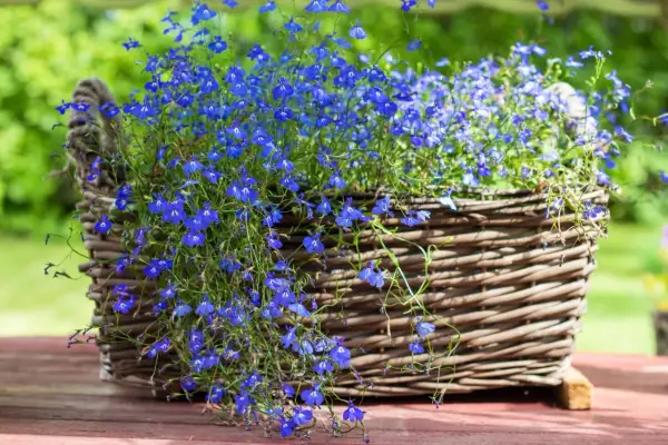 Kosz wiklinowy pełen niebieskich lobelii. Czy lobelia jest wieloletnia? Wiele odmian lobelii to jednoroczne rośliny, ale niektóre mogą przetrwać zimę.