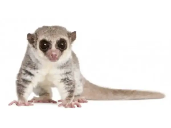 Mały, puszysty lemur, uroczy **primate po polsku**, z wielkimi, ciemnymi oczami i długim ogonem, siedzi na białym tle.