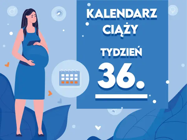 Kobieta w 36. tygodniu ciąży, z brzuszkiem. Obok kalendarz i napis "Kaledarz ciąży tydzień 36".