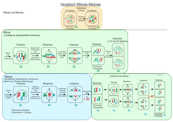 Vergleich von Mitose und Meiose: Die Meiose zeigt die Bildung von Tetraden und die Teilung homologer Chromosomen.