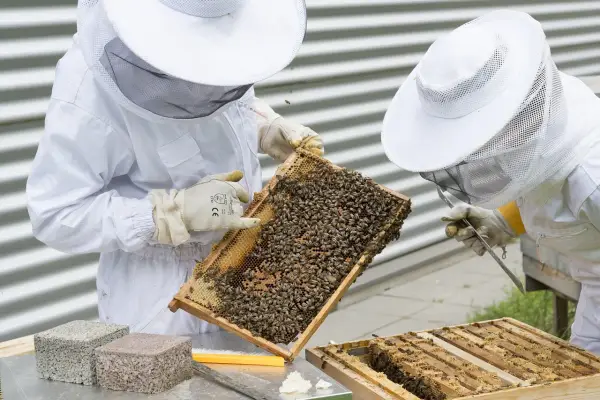 Ile miodu produkuje jedna pszczoła? Zaskakujące fakty o pszczołach