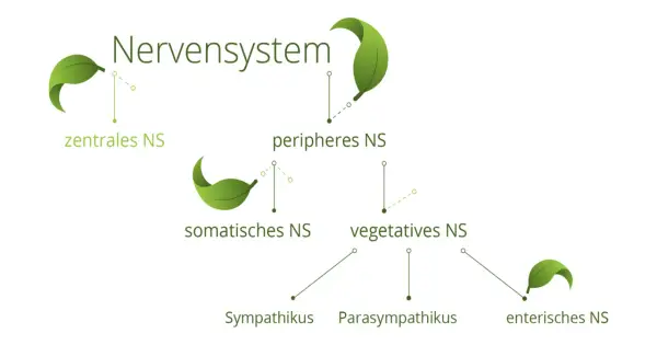 Schema des Nervensystems: zentrales, peripheres, somatisches, vegetatives und enterisches NS mit Sympathikus und Parasympathikus.