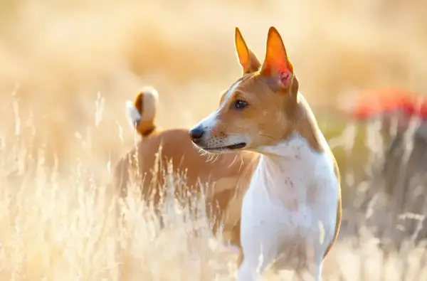 Basenji, jedna z ras pierwotnych psów, w złotym świetle wśród traw.